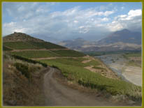 Foto viñedos San Esteban